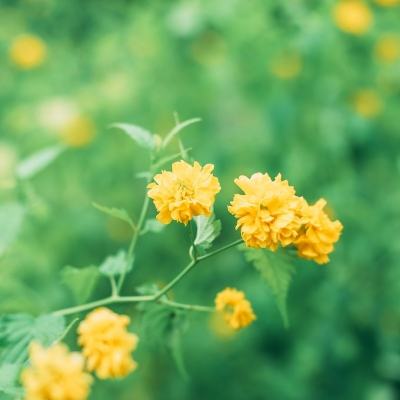 公主贝贝生日派对官方版下载